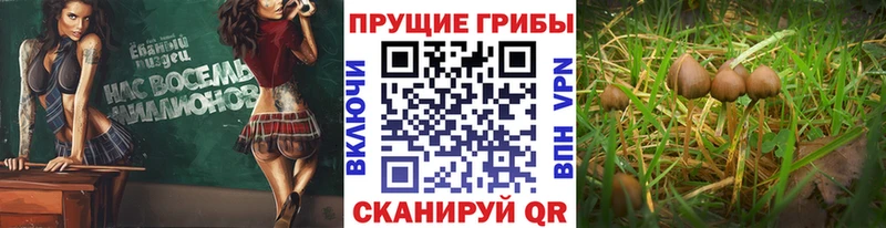 даркнет сайт  mega tor  Псилоцибиновые грибы ЛСД  Отрадная 